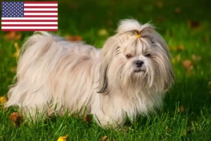 Mehr über den Artikel erfahren Shih Tzu Züchter und Welpen in den USA