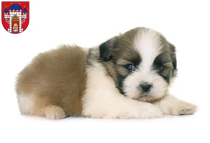 Mehr über den Artikel erfahren Shih Tzu Züchter und Welpen in Vechta