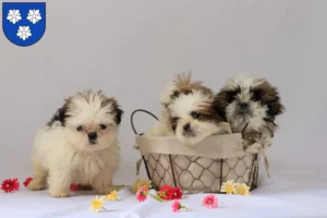 Mehr über den Artikel erfahren Shih Tzu Züchter und Welpen in Viersen