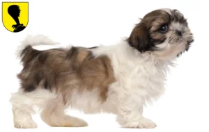 Mehr über den Artikel erfahren Shih Tzu Züchter und Welpen in Villach