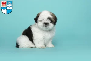 Mehr über den Artikel erfahren Shih Tzu Züchter und Welpen in Villingen-Schwenningen