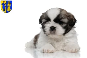 Mehr über den Artikel erfahren Shih Tzu Züchter und Welpen in Waldshut-Tiengen