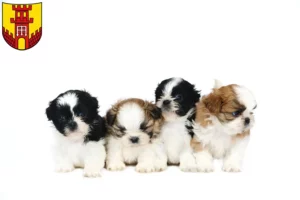 Mehr über den Artikel erfahren Shih Tzu Züchter und Welpen in Warendorf