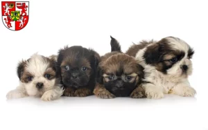 Mehr über den Artikel erfahren Shih Tzu Züchter und Welpen in Weingarten