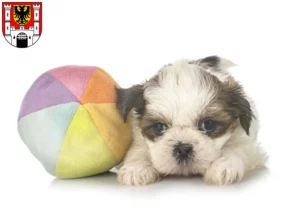 Mehr über den Artikel erfahren Shih Tzu Züchter und Welpen in Weißenburg in Bayern