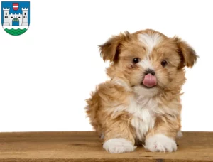 Mehr über den Artikel erfahren Shih Tzu Züchter und Welpen in Wels