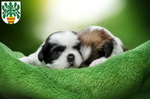Mehr über den Artikel erfahren Shih Tzu Züchter und Welpen in Westerstede