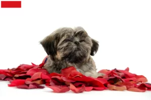 Mehr über den Artikel erfahren Shih Tzu Züchter und Welpen in Wien