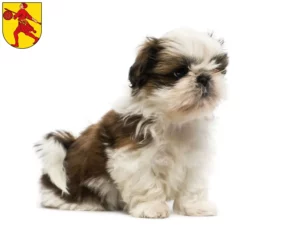 Mehr über den Artikel erfahren Shih Tzu Züchter und Welpen in Wilhelmshaven