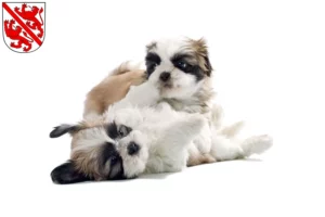 Mehr über den Artikel erfahren Shih Tzu Züchter und Welpen in Winterthur