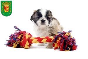 Mehr über den Artikel erfahren Shih Tzu Züchter und Welpen in Wittmund