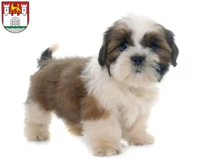Mehr über den Artikel erfahren Shih Tzu Züchter und Welpen in Wolfsburg