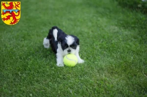 Mehr über den Artikel erfahren Shih Tzu Züchter und Welpen in Zweibrücken