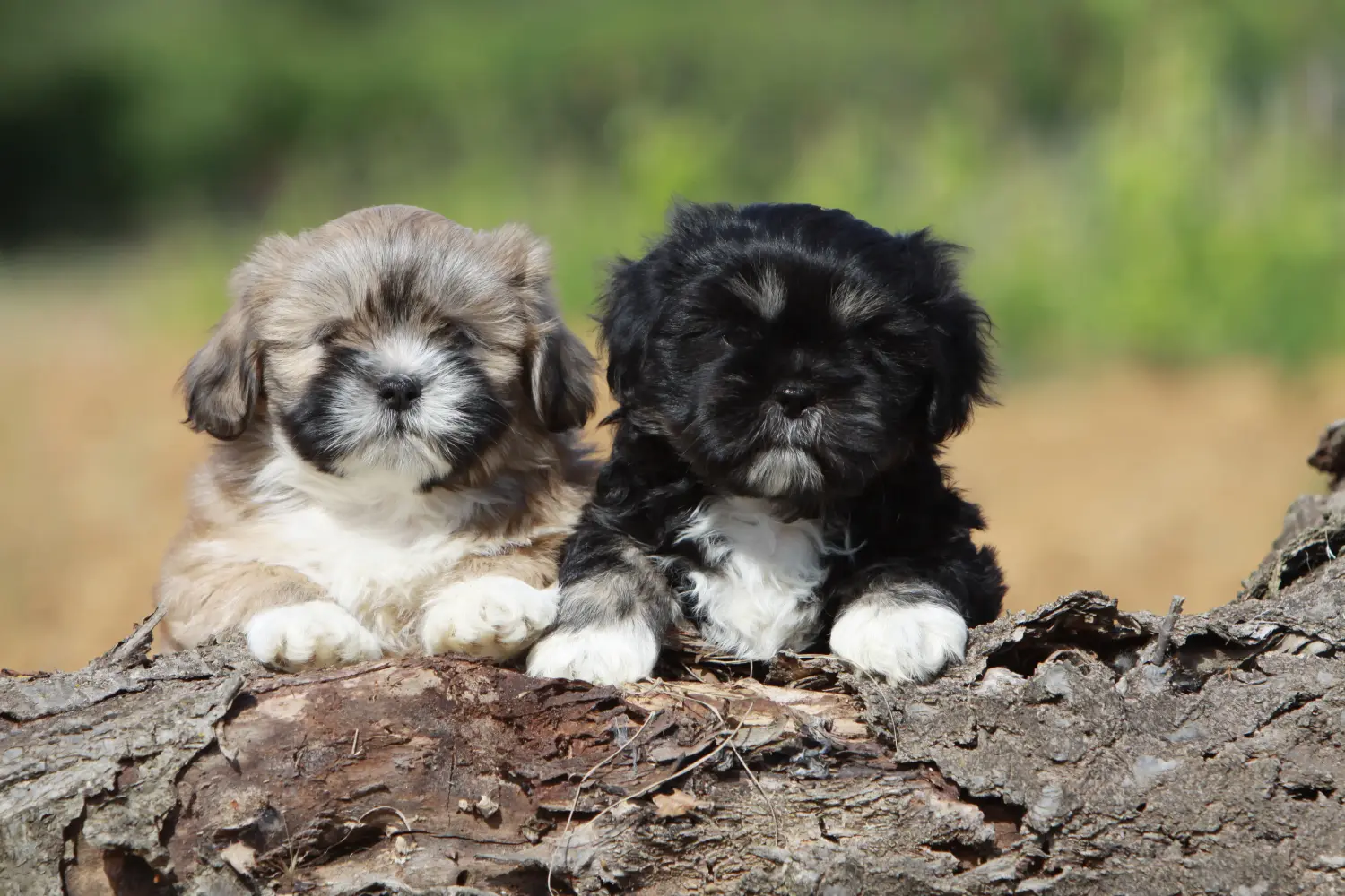 Einen Shih Tzu Welpen zu kaufen, bedeutet Verantwortung zu übernehmen! Shih Tzu Welpen kaufen.