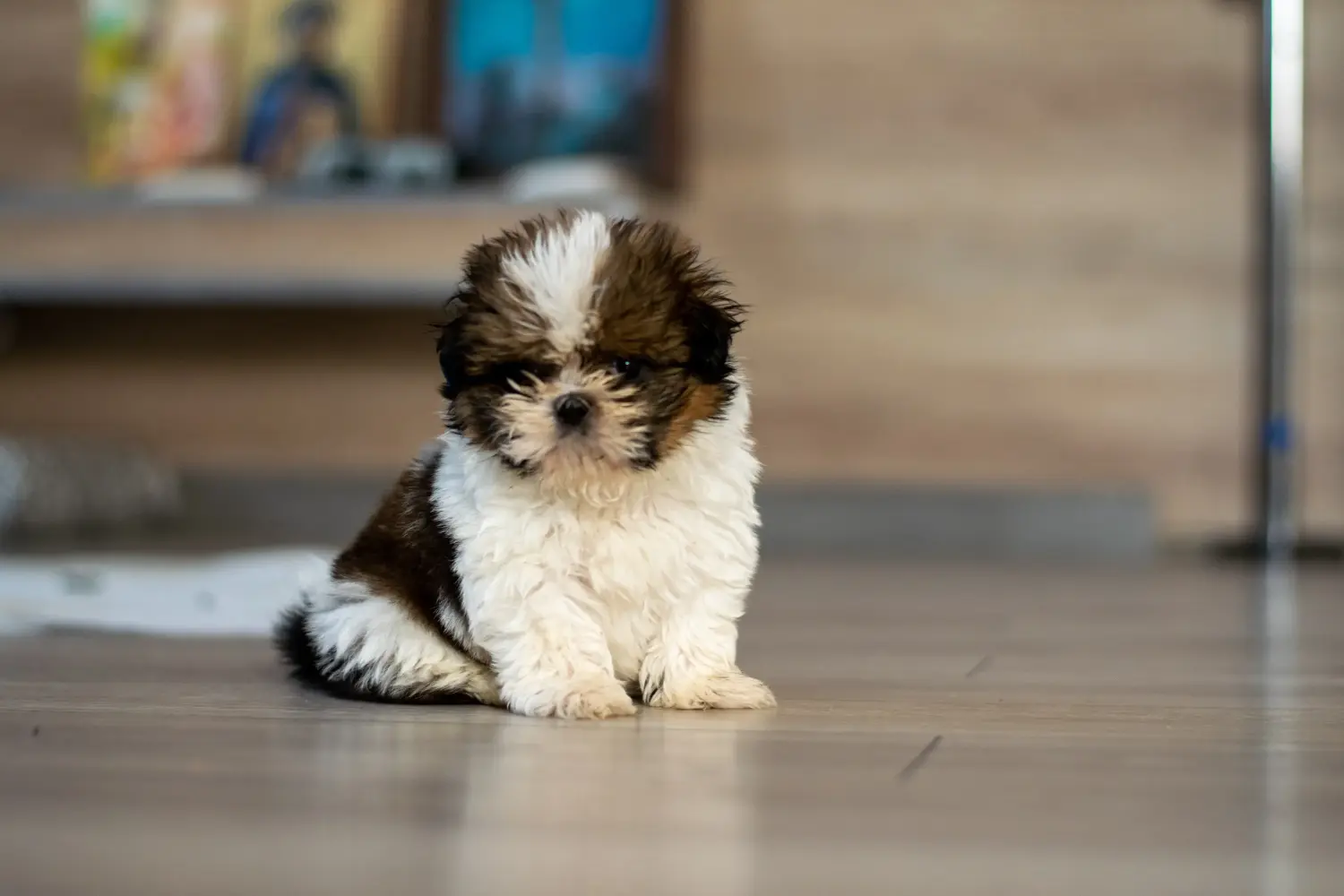 Einen Shih Tzu Welpen zu kaufen, bedeutet Verantwortung zu übernehmen! Shih Tzu Welpen kaufen.