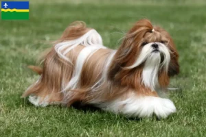 Mehr über den Artikel erfahren Shih Tzu Züchter und Welpen in Flevoland