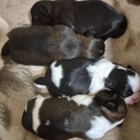 Shih tzu welpen