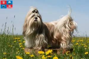 Mehr über den Artikel erfahren Shih Tzu Züchter und Welpen in Karlsbad