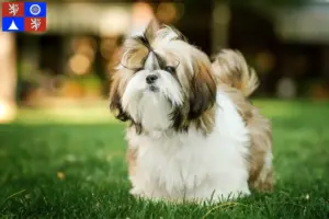 Mehr über den Artikel erfahren Shih Tzu Züchter und Welpen in Liberec