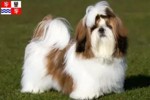Mehr über den Artikel erfahren Shih Tzu Züchter und Welpen in Mittelböhmen