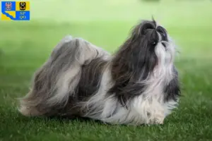 Mehr über den Artikel erfahren Shih Tzu Züchter und Welpen in Olmütz
