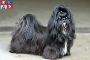 Mehr über den Artikel erfahren Shih Tzu Züchter und Welpen in Pardubice