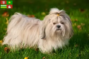 Mehr über den Artikel erfahren Shih Tzu Züchter und Welpen in Pilsen