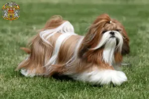 Mehr über den Artikel erfahren Shih Tzu Züchter und Welpen in Prag