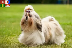 Mehr über den Artikel erfahren Shih Tzu Züchter und Welpen in Südböhmen