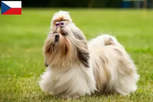 Mehr über den Artikel erfahren Shih Tzu Züchter und Welpen in Tschechien