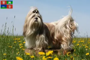Mehr über den Artikel erfahren Shih Tzu Züchter und Welpen in Ústí