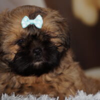 Shih Tzu Welpen aus Vereinszucht