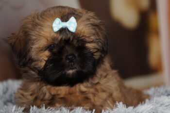 Miniaturansicht für das Anzeigenbild