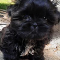 Reinrassige Shih Tzu Welpen