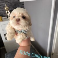 Shih Tzu Welpen