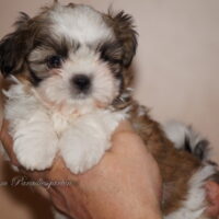 Shih Tzu Welpen aus Vereinszucht