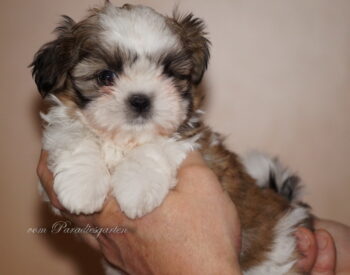 Shih Tzu Welpen aus Vereinszucht