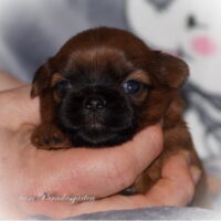 Shih Tzu Welpen aus Vereinszucht