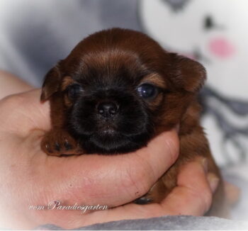 Shih Tzu Welpen aus Vereinszucht