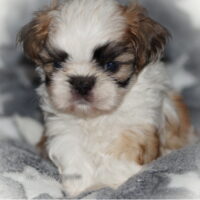 Shih Tzu Welpen aus Vereinszucht
