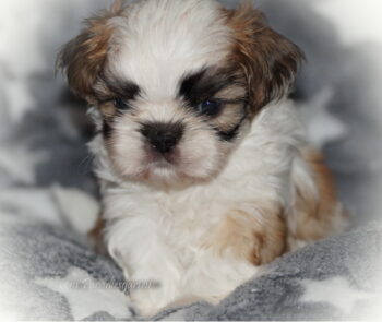 Shih Tzu Welpen aus Vereinszucht