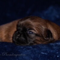 Shih Tzu Welpen aus Vereinszucht