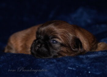 Shih Tzu Welpen aus Vereinszucht