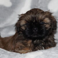 Shih Tzu Welpen aus Vereinszucht