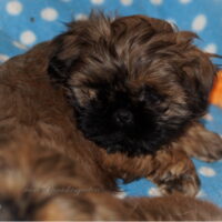 Shih Tzu Welpen aus Vereinszucht