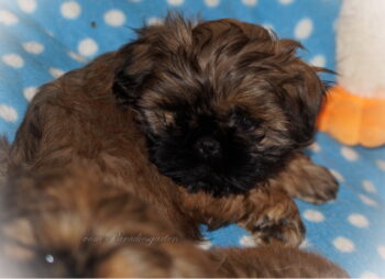 Miniaturansicht für das Anzeigenbild