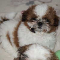 Shih Tzu Welpen aus Vereinszucht