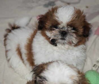Shih Tzu Welpen aus Vereinszucht