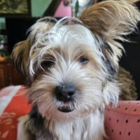 Shi Tzu Mix Welpen vom 18.03.25