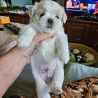 Shi Tzu Mix Welpen vom 18.03.25